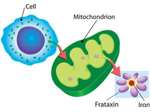 FRDA is caused by a severe deficiency of the frataxin protein inside cellular structures called mitochondria. Frataxin normally acts as a storage depot for iron.