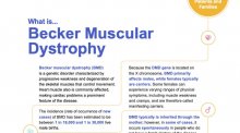 Fact sheet for Becker muscular dystrophy.
